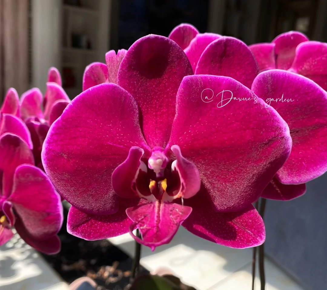 【牛记黑脸】出花剑苗 蝴蝶兰  3.5寸杯（叶片微瑕开裂，不售后）