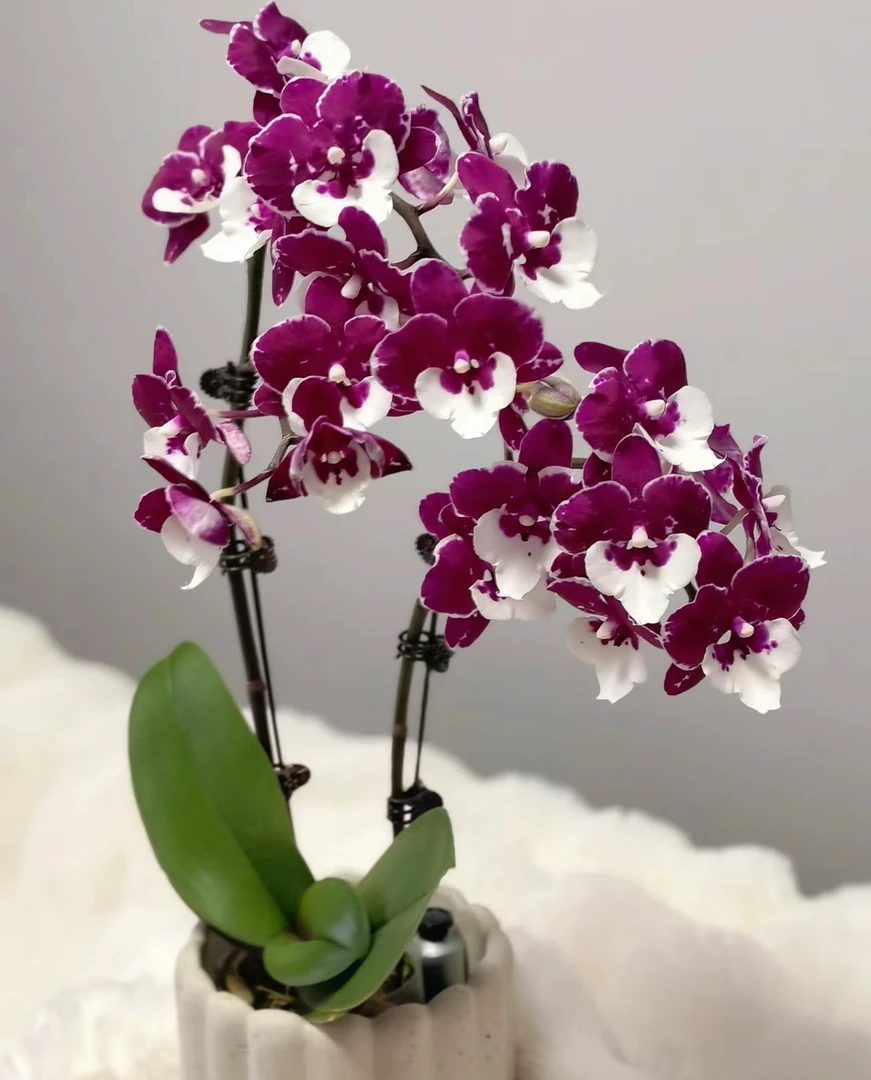 【圣诞老人】出花剑苗 蝴蝶兰 3.5寸杯