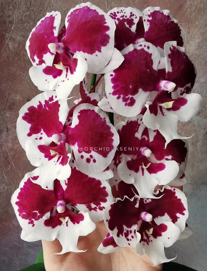 【一千零一夜】无花无梗苗 蝴蝶兰 3.5寸杯