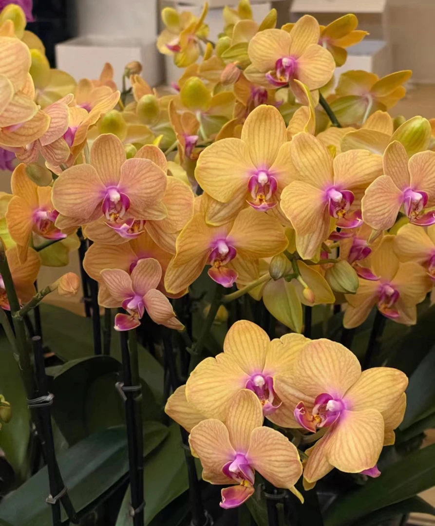 【出剑苗】皮亚琴察-蝴蝶兰  3.5寸杯 欧品 大苗