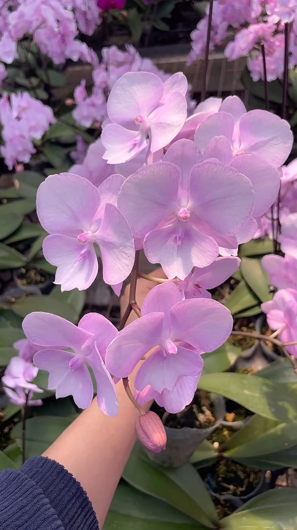 【神仙姐姐】无花无梗苗 蝴蝶兰 3.5寸杯