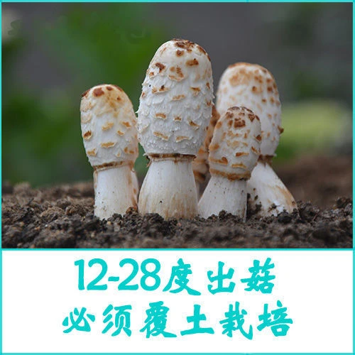 【不出包赔】鸡腿菇菌包包出菇菌包 土培蘑菇种子食用菌种菇种