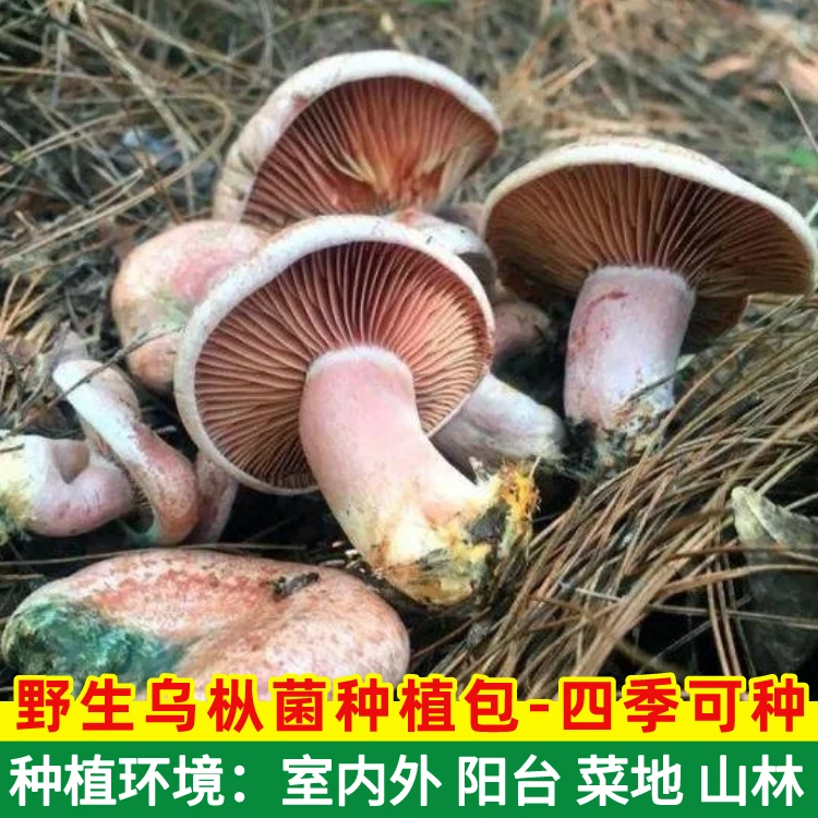 【不出包赔】野生乌枞菌菌包家庭种植菌种乌枞菌新鲜松树菌青碟