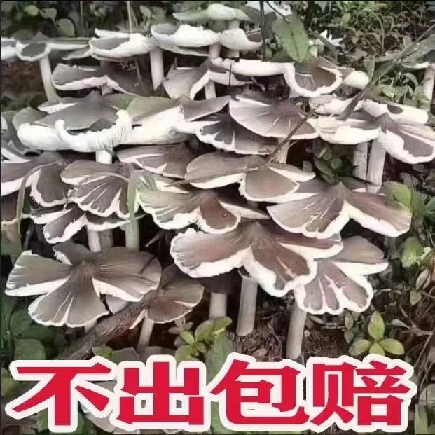 【包出菌】野生鸡枞菌菌包伞把菇三塔菌菇包食用菌人工