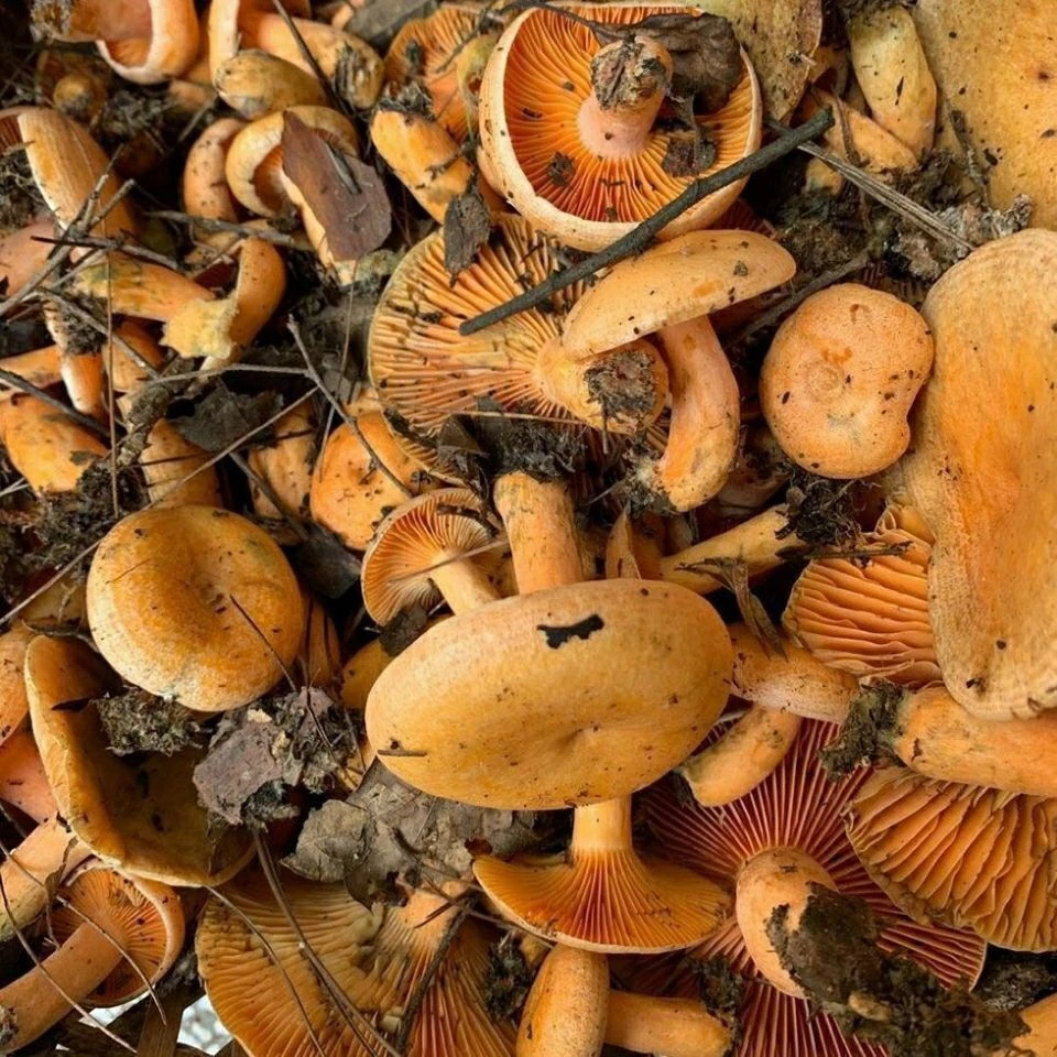 【不出包赔】2021年新品寒菌乌鸡枞树菌种黄碟花菌种子高产食用