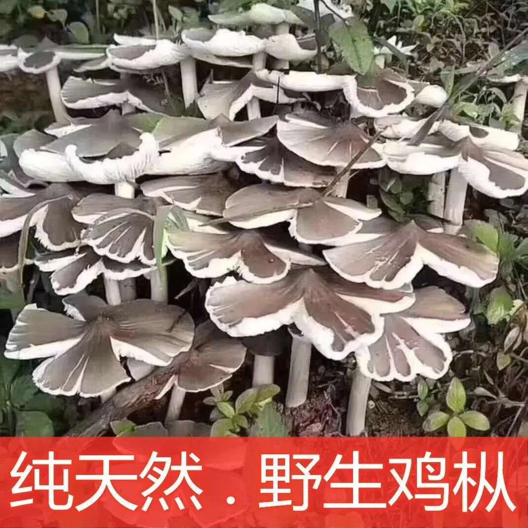 【不出包赔】云南原种鸡枞菌菌种人工栽培新鲜蘑菇菌包可室内室