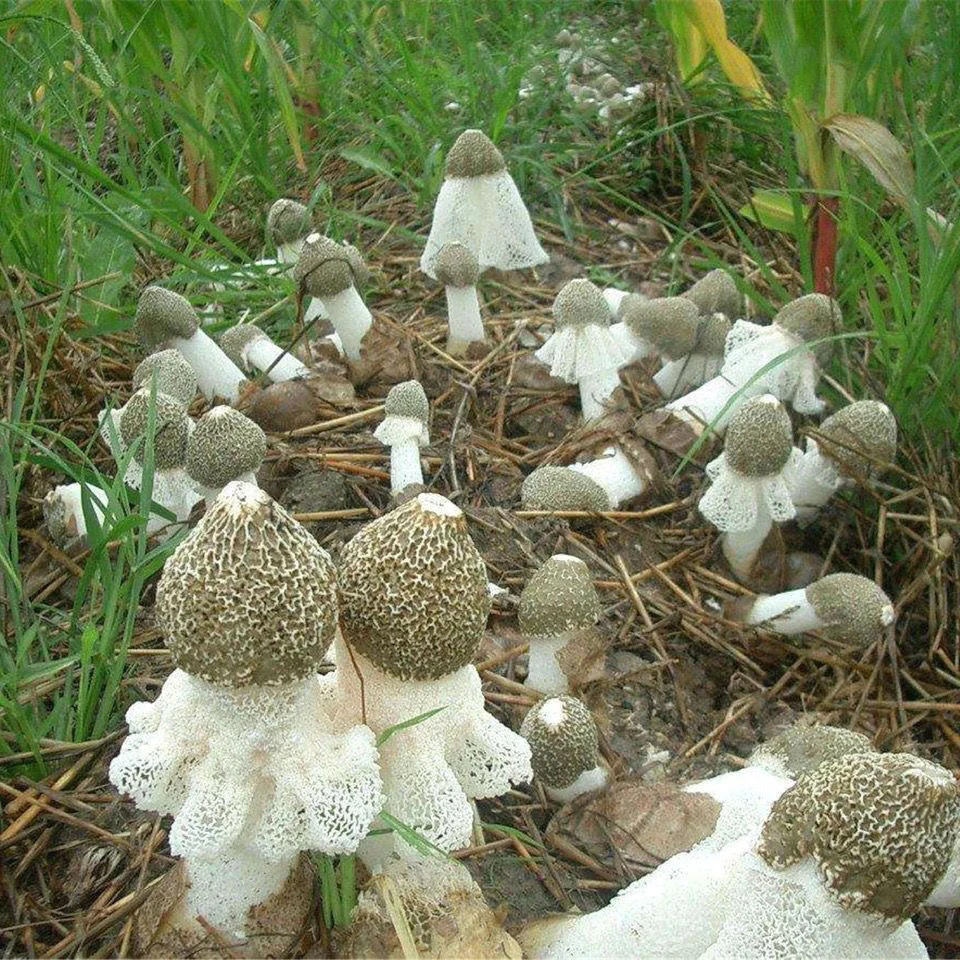 【包出菌】竹荪食用菌包蘑菇菌种家庭室内阳台盆栽四季种植