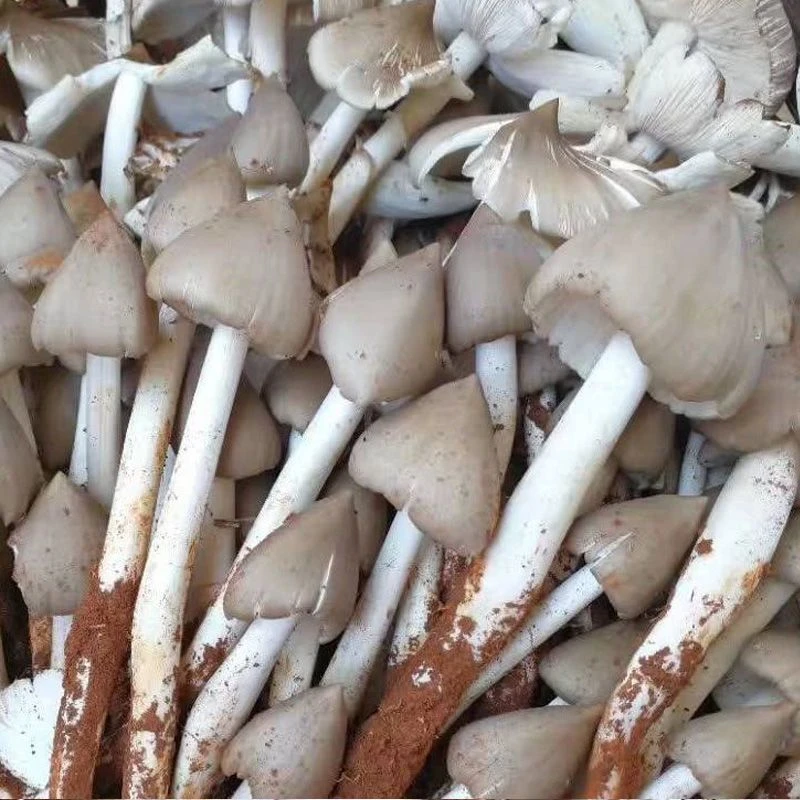 【包出菌】云南鸡枞菌种子伞把菇三塔菌菌菇包野生荔枝