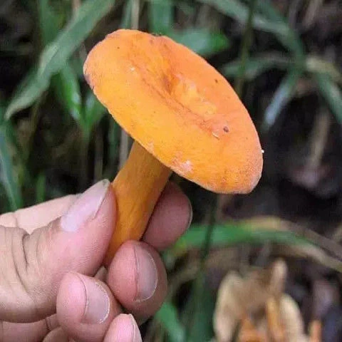 人工栽培野生奶浆菌 牛奶菌 多汁乳菇 奶汁菇人工种植菌种包