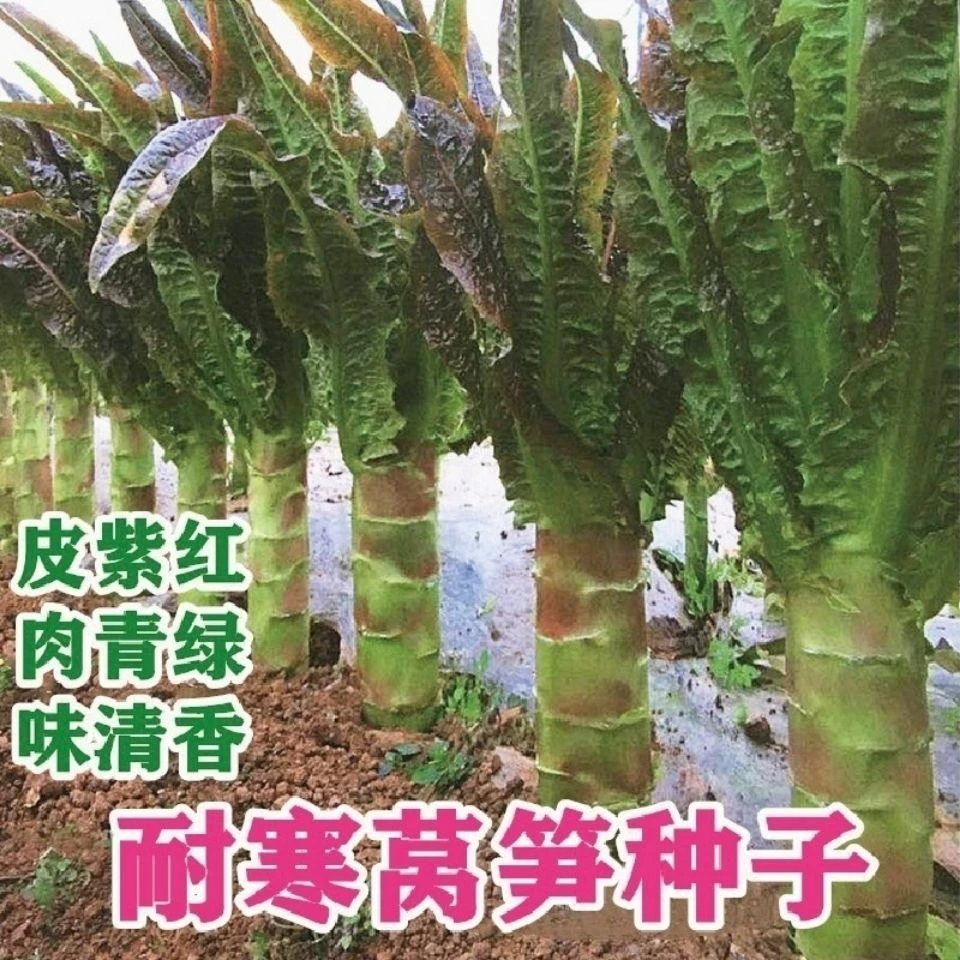 好莴笋种子红芙蓉香莴笋种子耐热耐寒香莴苣种籽抗高温四季可播种