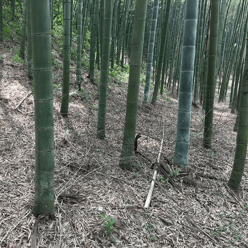 大型楠竹种子巨龙竹种子易种可食用竹笋种植四季长