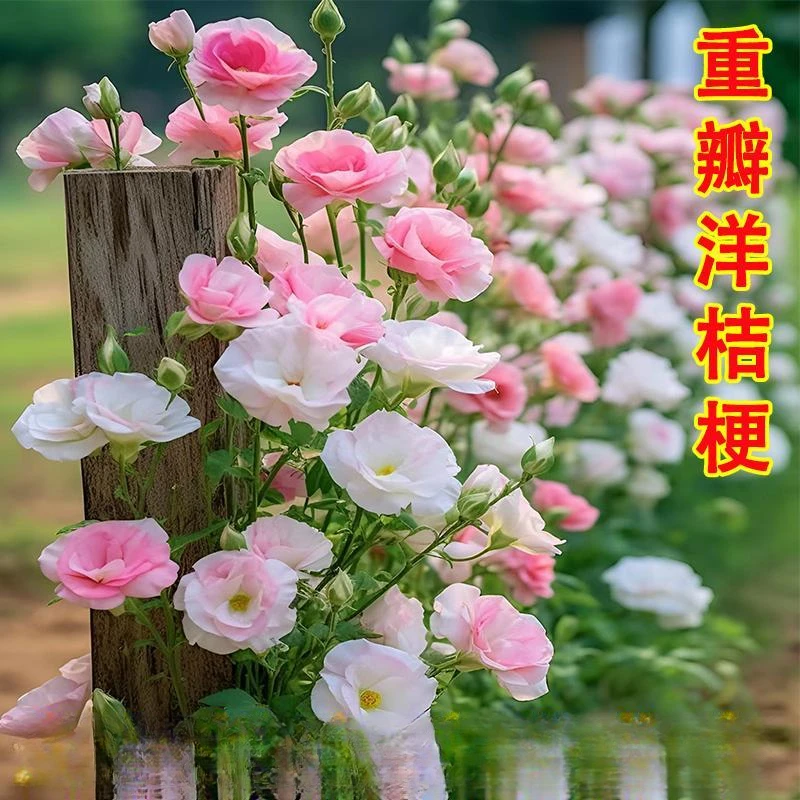 洋桔梗种子花四季开花室内阳台花卉盆栽耐热耐寒懒人