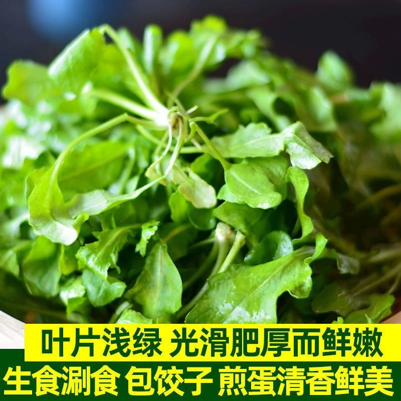 荠菜种子大叶荠菜种子四季播种阳台盆栽庭院家庭野菜种籽