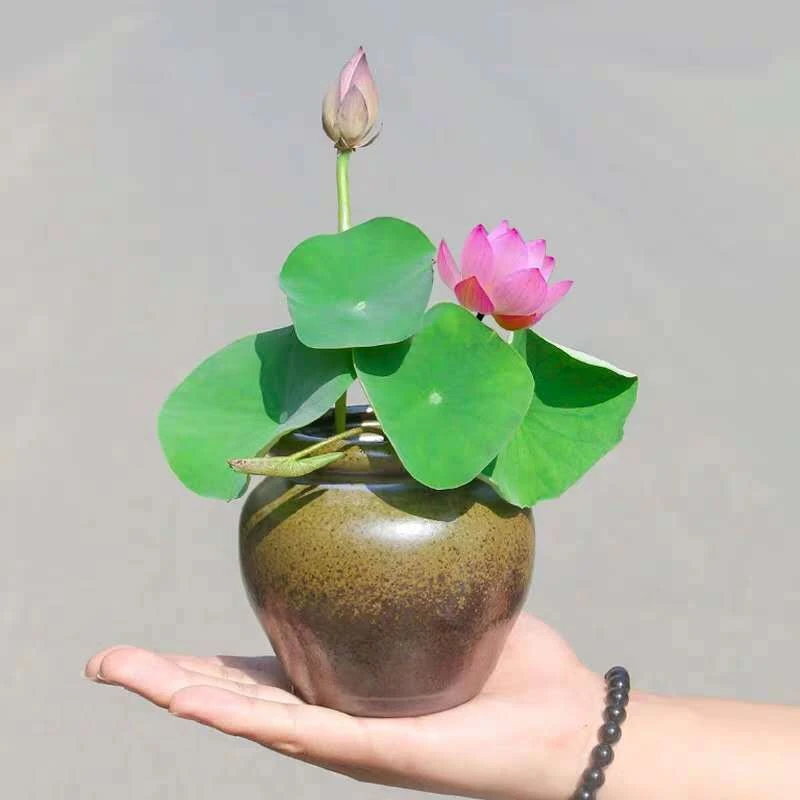 四季开花碗莲种子盆栽室内水培植物睡莲荷花种子莲花水养水培花卉