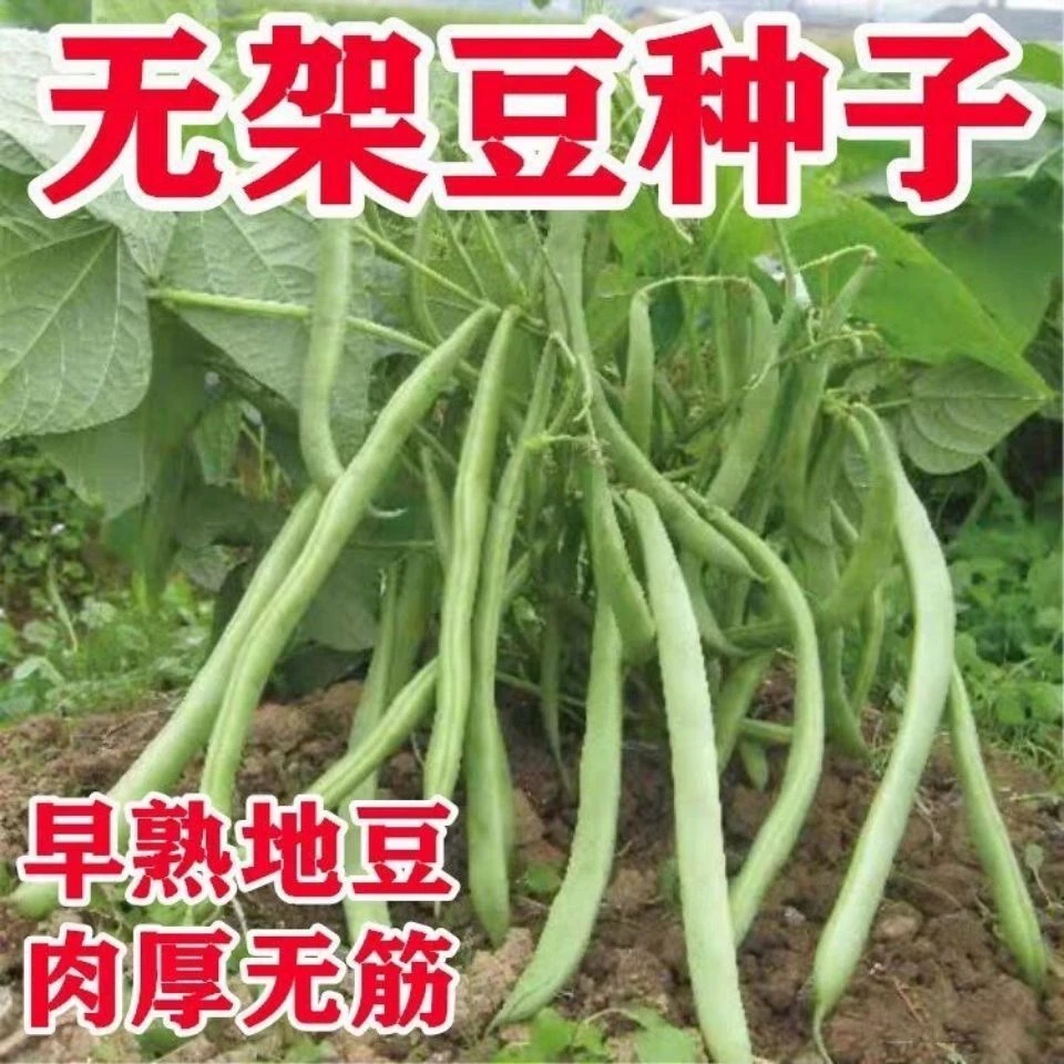 无架四季豆早熟地豆种子四季豆种子矮生不搭架阳台可盆栽蔬菜种子