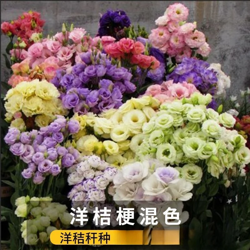 多色洋桔梗花种子四季开花易活盆栽阳台室内外花种籽子庭院花卉籽