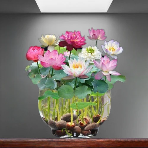 碗莲种水培水养绿植睡莲荷花无土盆栽花卉