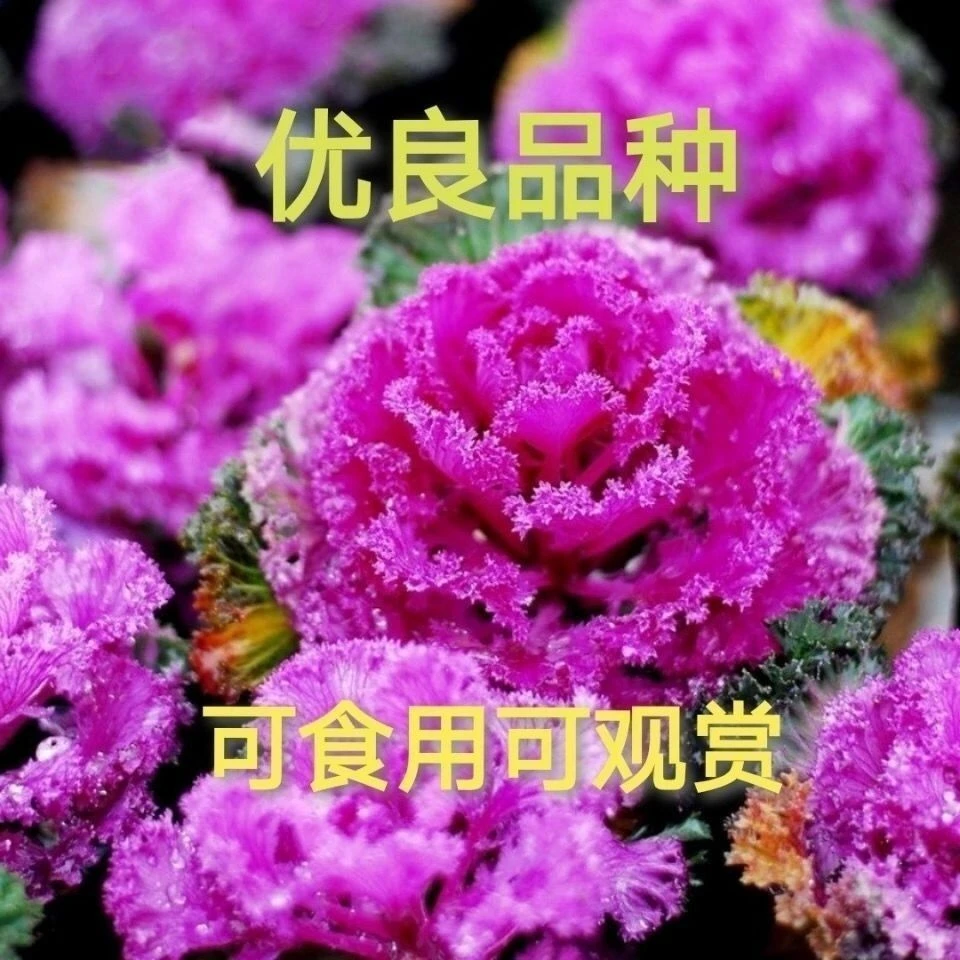 色羽衣甘蓝种子观赏食用绿化盆栽甘蓝种籽阳台春秋蔬菜种孑苗