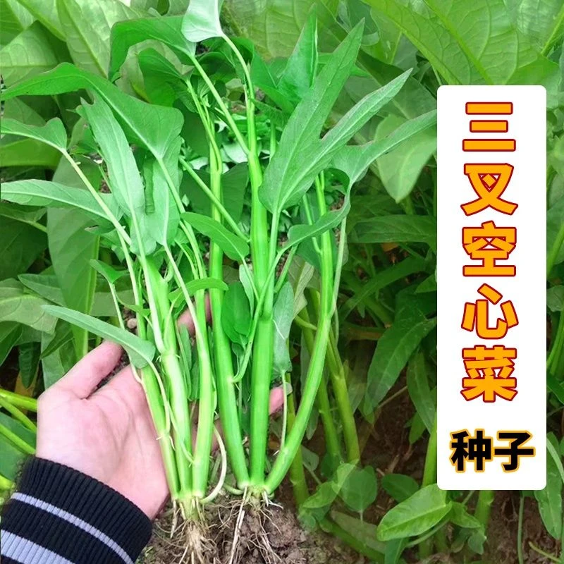 四季阳台盆栽春季种植蔬菜三叉空心菜种籽柳叶空心菜青梗空心菜籽