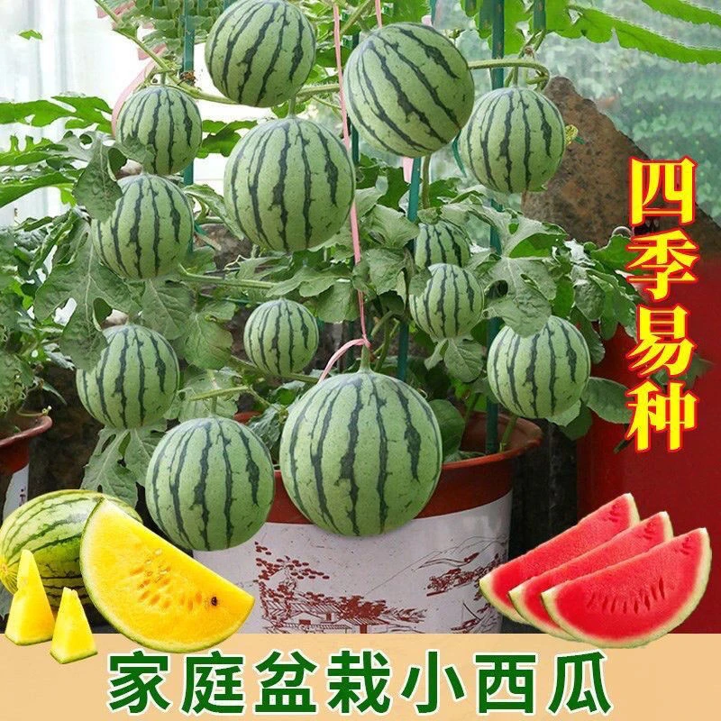 甜麒麟蜜罐小西瓜籽无籽小西瓜四季种植阳台庭院盆栽水果籽