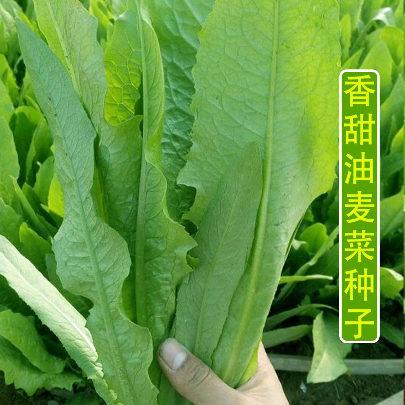 油麦菜种子香甜油麦菜圆叶油麦菜尖叶油麦菜农田四季播蔬菜种子
