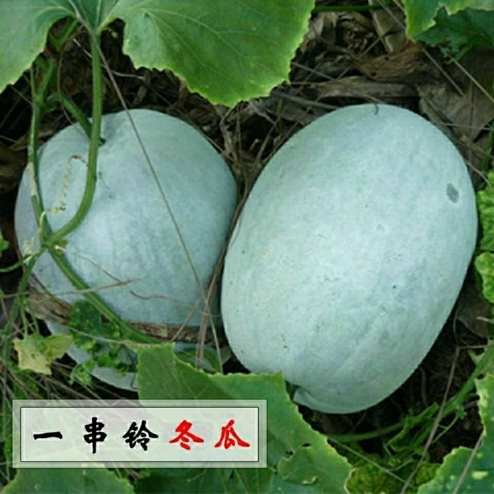 一串铃冬瓜种子粉皮白皮迷你小冬瓜种籽四季庭院盆栽蔬菜种子