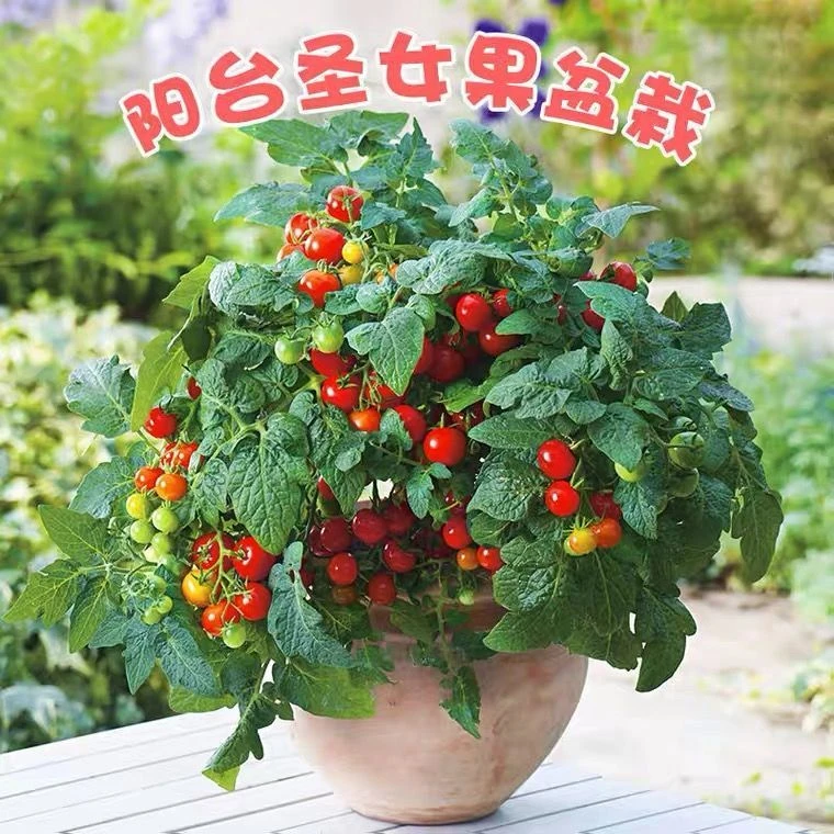 矮生盆栽番茄种子室内四季阳台种植西红柿樱桃圣女果苗水果小番茄