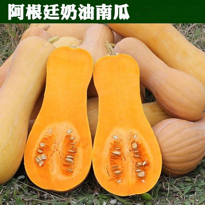 阿根廷奶油南瓜种子甜糯板栗蜜本南瓜籽四季色蔬菜种子