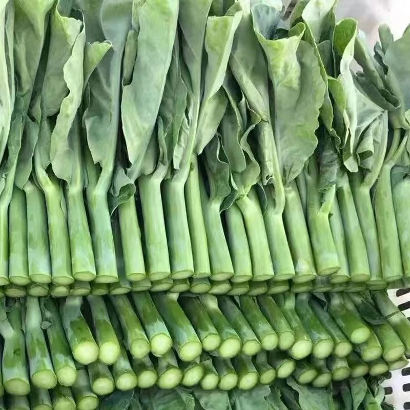 芥蓝种子芥兰菜种子夏季种菜园种植耐热蔬菜种子农家四季播种庭院