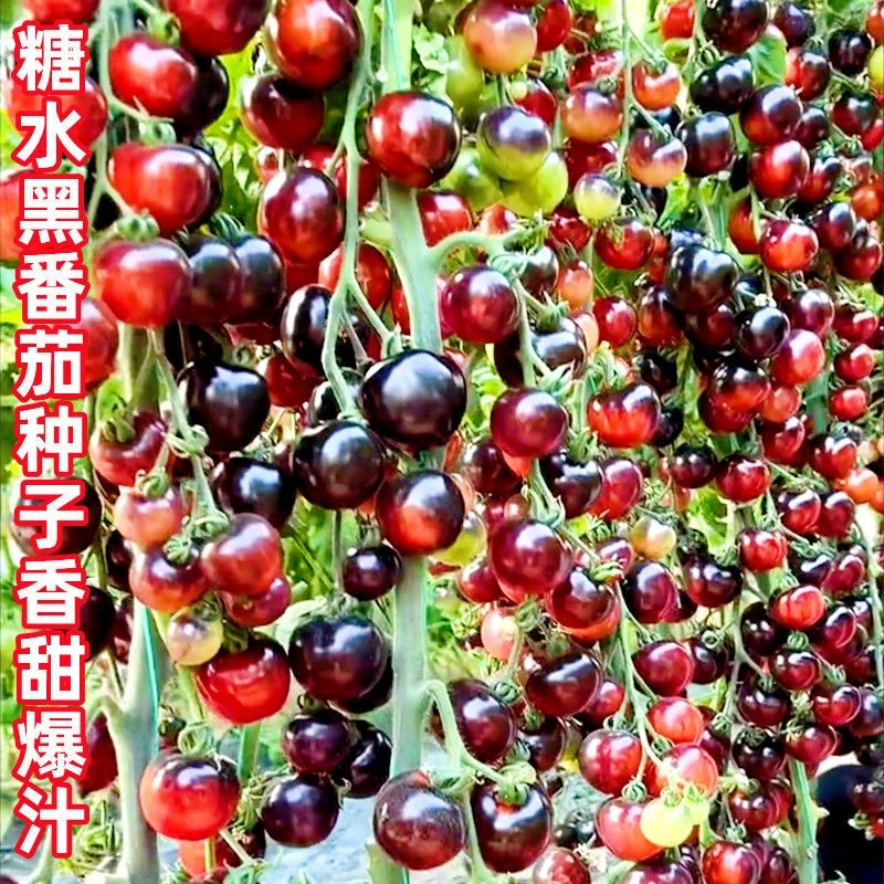 糖水黑番茄种子黑西红柿种苗圣女果小番茄耐热耐寒阳台盆栽蔬菜籽