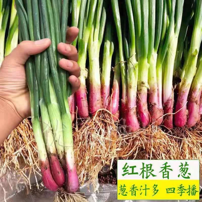 红皮小香葱种子盆栽红根香葱种籽春季秋季四季阳台庭院大田蔬菜籽