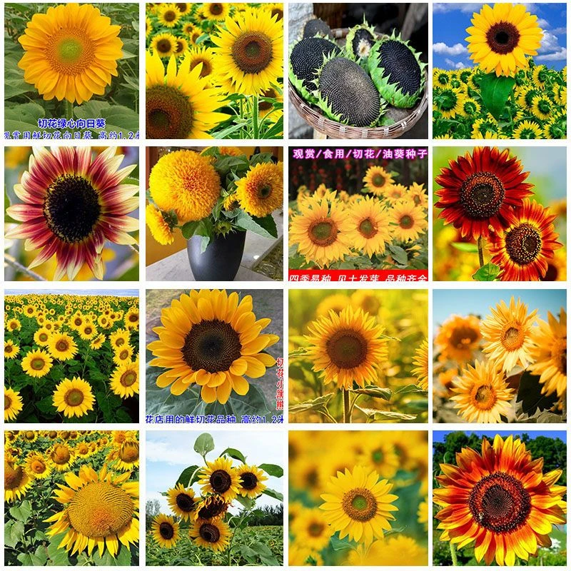 花种子向日葵种子高杆矮杆观赏四季开花养活盆栽草莓太阳花籽食用