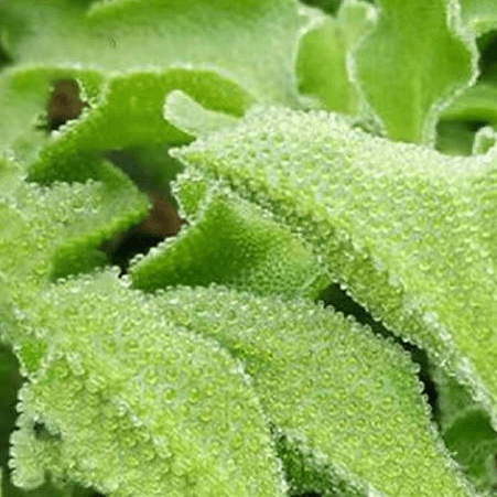水晶冰菜大苗秧带土球冰草种子四季播种阳台苗冰菜苗种子