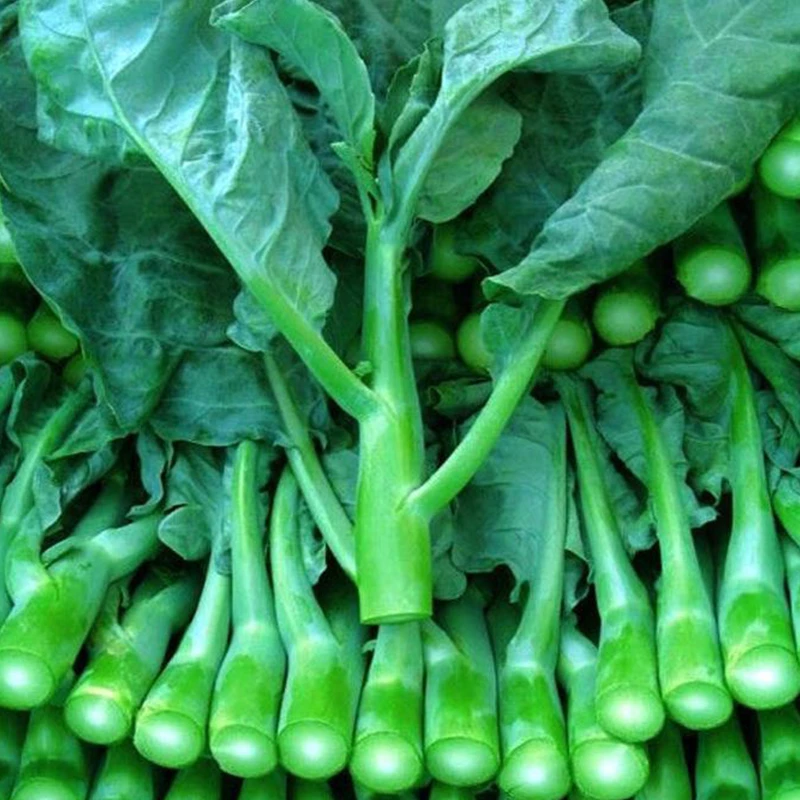 芥蓝种子芥兰菜种子夏季种菜园种植耐热蔬菜种子农家四季播种庭院