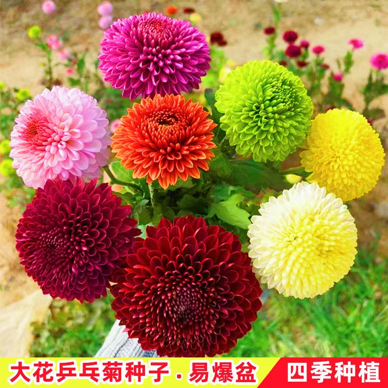 乒乓球菊种子球形糖果菊花四季开花易活室内外庭院盆栽花种籽