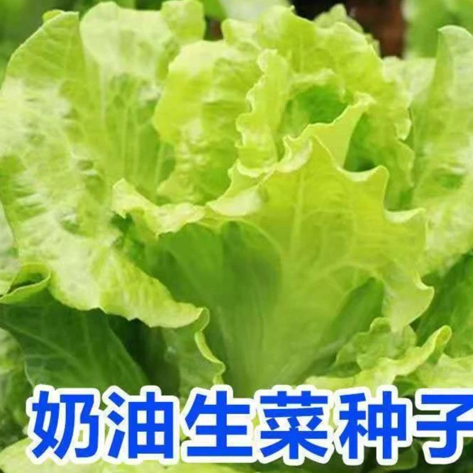 四季播种生菜种子奶油生菜玻璃生菜阳台庭院盆栽种植秋冬蔬菜种子