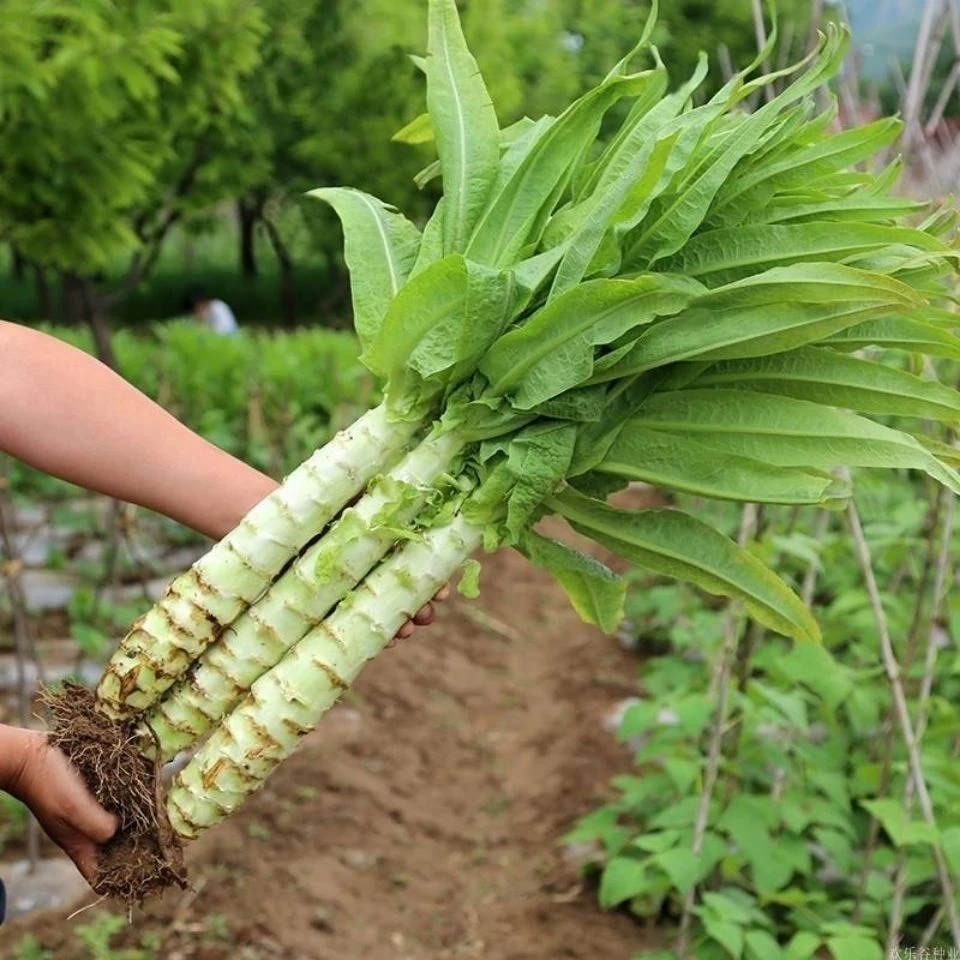 好莴笋种子红芙蓉香莴笋种子耐热耐寒香莴苣种籽抗高温四季可庭院