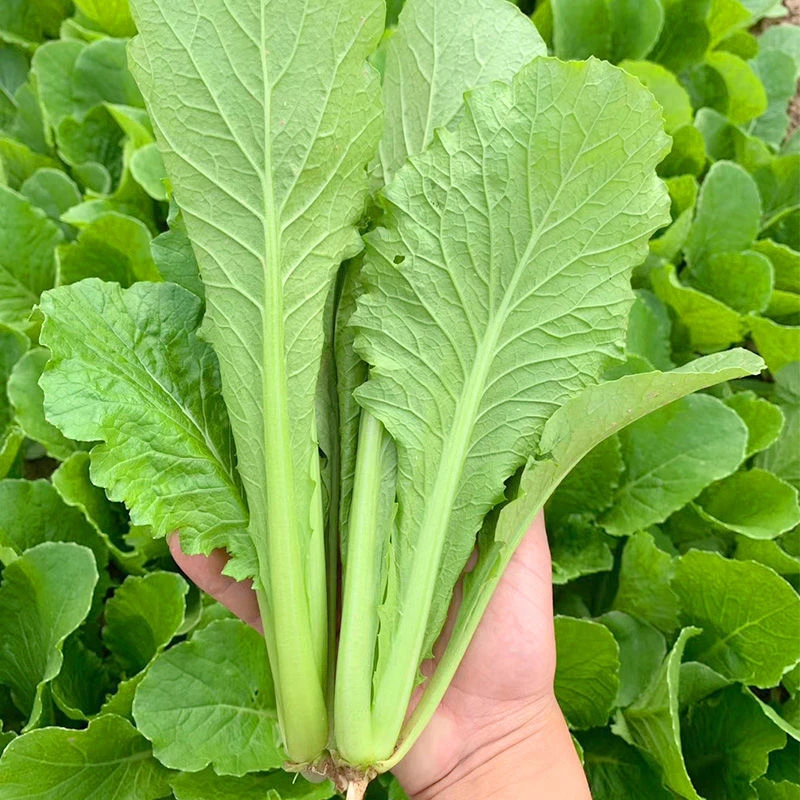 四季小白菜种子青梗小白菜籽春秋阳台速生奶油白菜小青菜蔬菜种籽