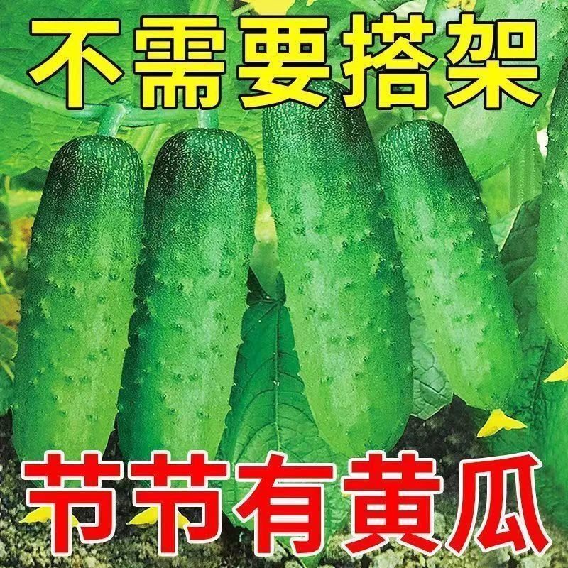 满地爬水果黄瓜种子不搭架四季庭院阳台盆栽黄瓜籽种蔬菜种籽