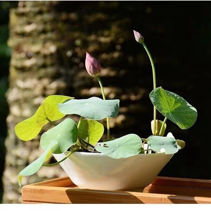 碗莲种四季开花水培水养绿植睡莲荷花无土盆栽花卉