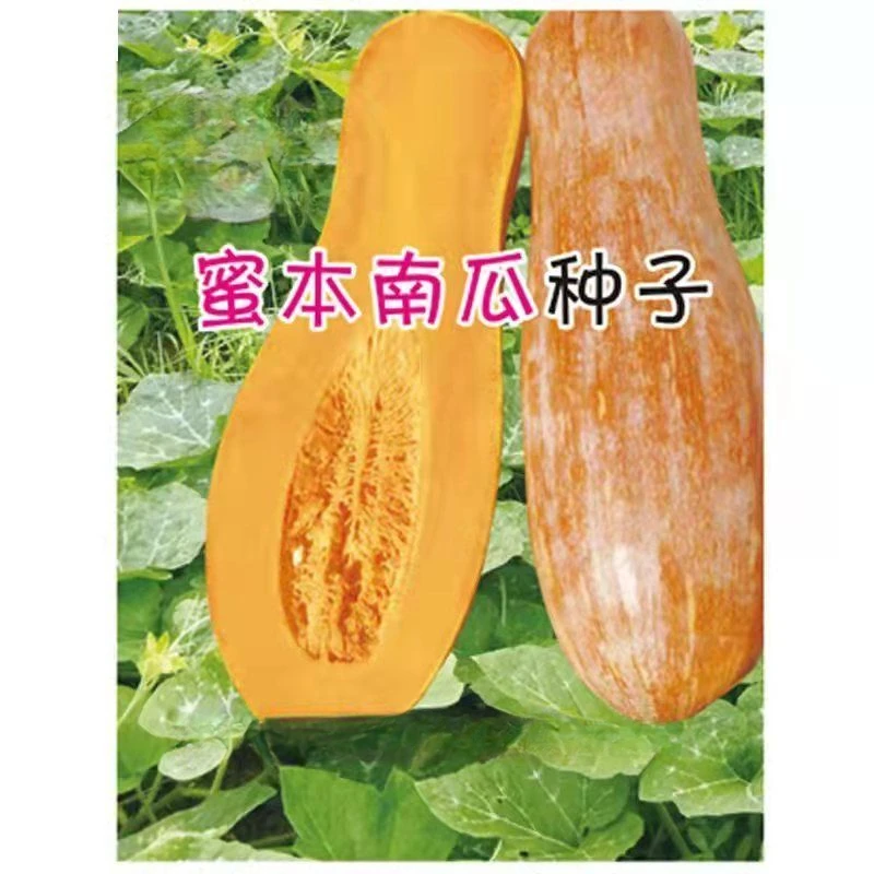 春季优质蔬菜瓜果甜蜜密本南瓜种子耐运输易种蔬果春季播种