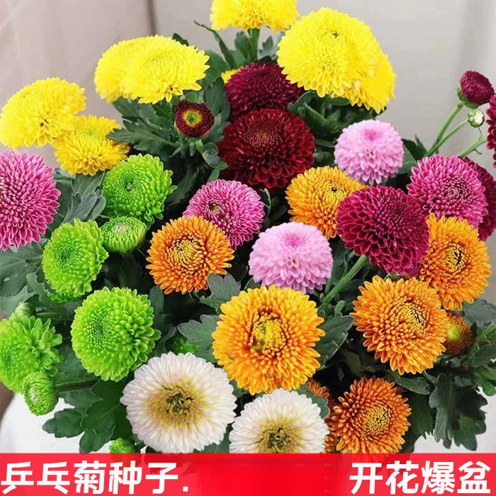 易爆盆乒乓菊花种子室内外庭院四季开花不断种阳台盆栽植物种籽子