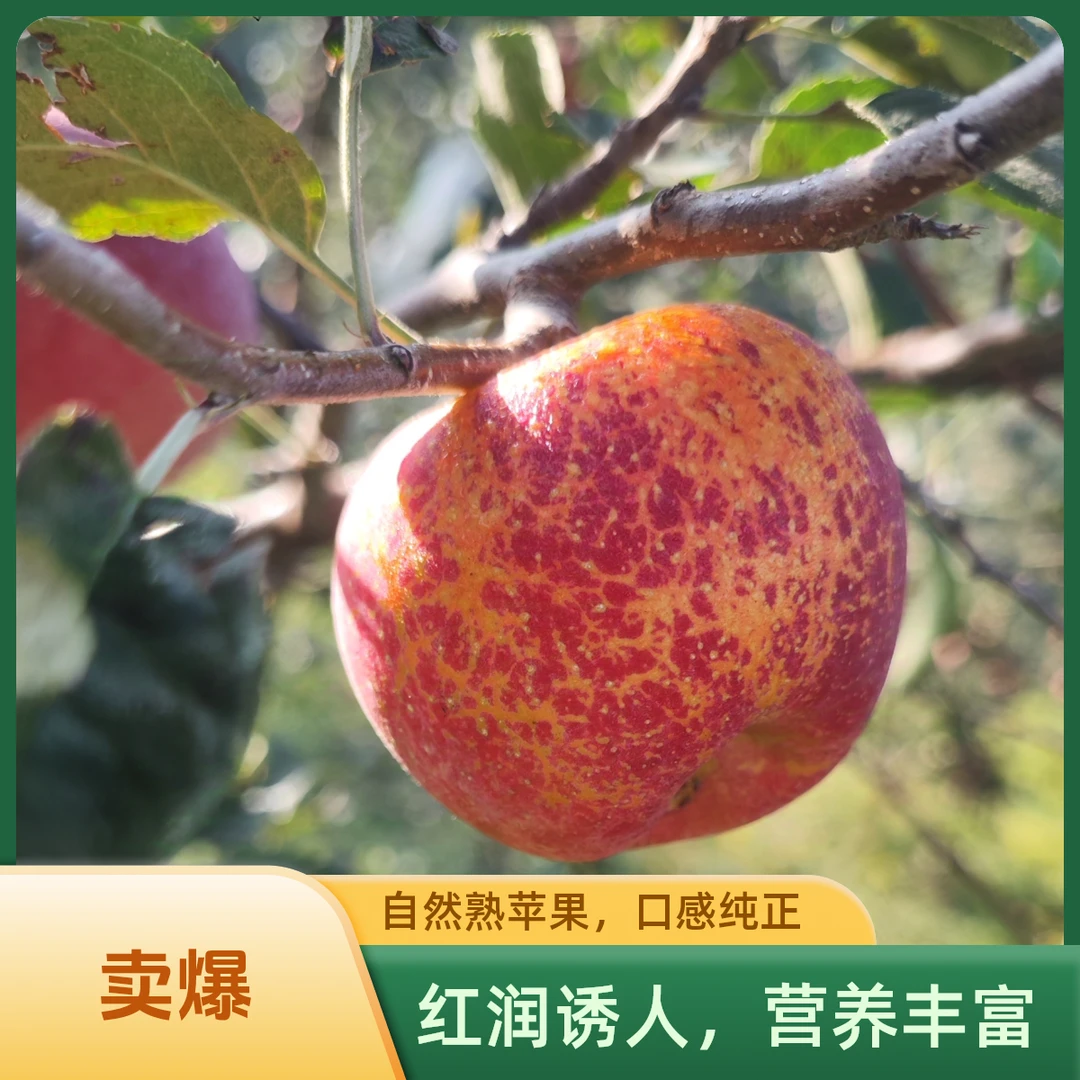 正宗当季云南昭通脆甜糖心丑苹果水果新鲜现摘现发5斤包邮