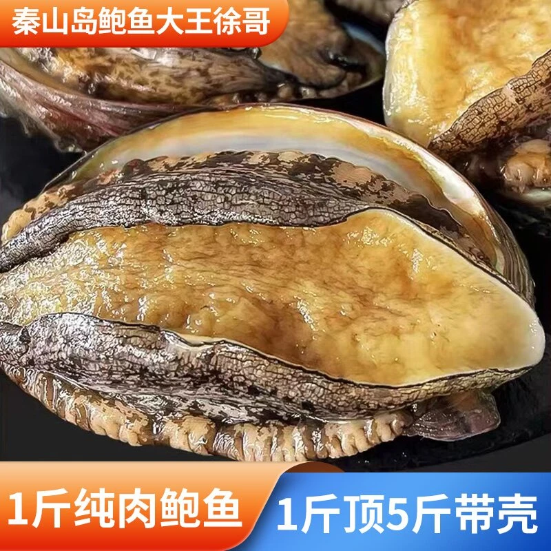 鲜冻秦山岛野生鲍鱼肉2头鲍8粒520克-540克连云港直发