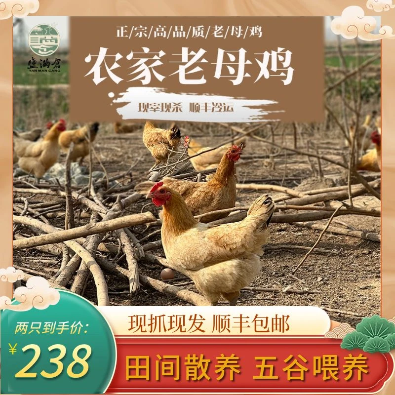 老母鸡 土鸡整鸡 生态散养360天原种苏北草鸡月子鸡 煲汤食材两只