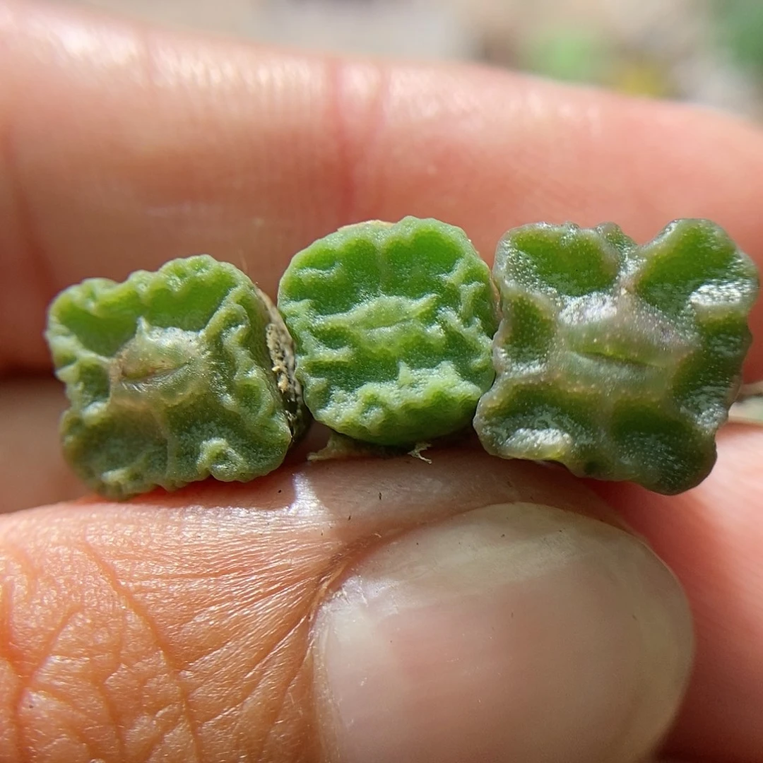 方烧麦三颗。   包邮