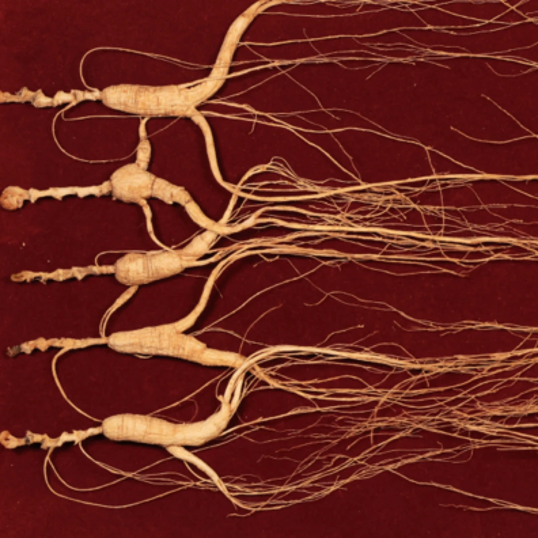 精品人参林下池床籽参-散参礼盒