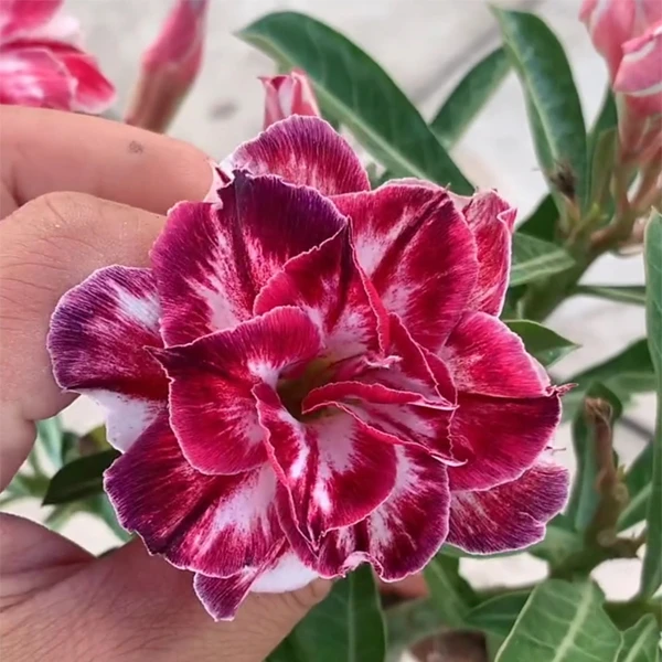 红色沙漠玫瑰重瓣花苗盆栽多肉植物老桩室内外绿植盆景四季开花