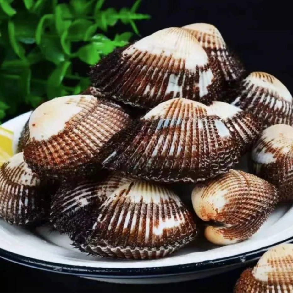 鲜活大连毛蚶（6-7头）500克     一小时到家