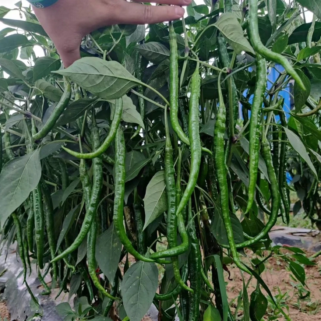 【线椒种子】中早熟，皮薄肉厚，味辣